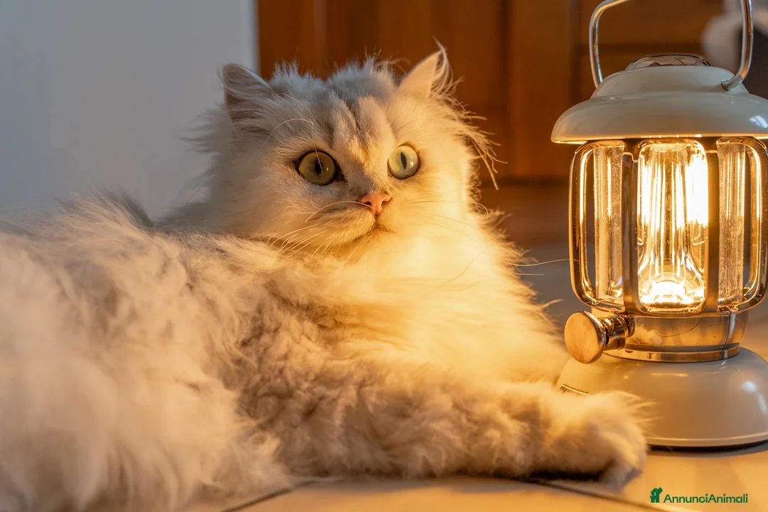 British gatti in vendita: British Longhair Silver Shaded  con Pedigree ENFI - Annuncio 2