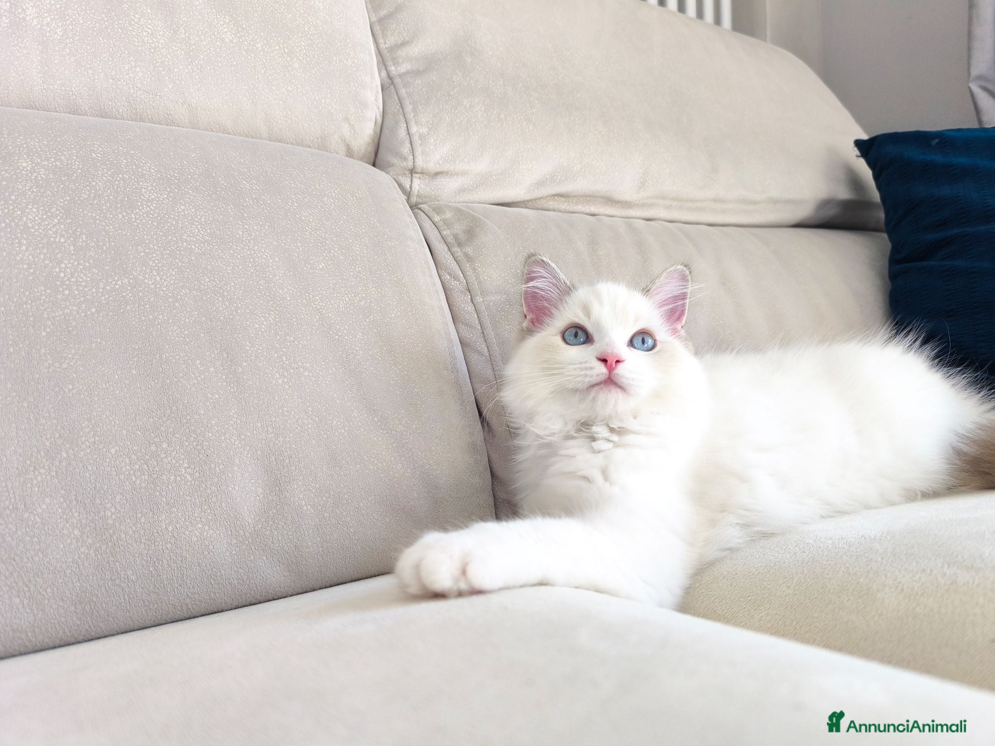 Ragdoll gatti Ragdoll con pedigree Enfi - Annuncio 2