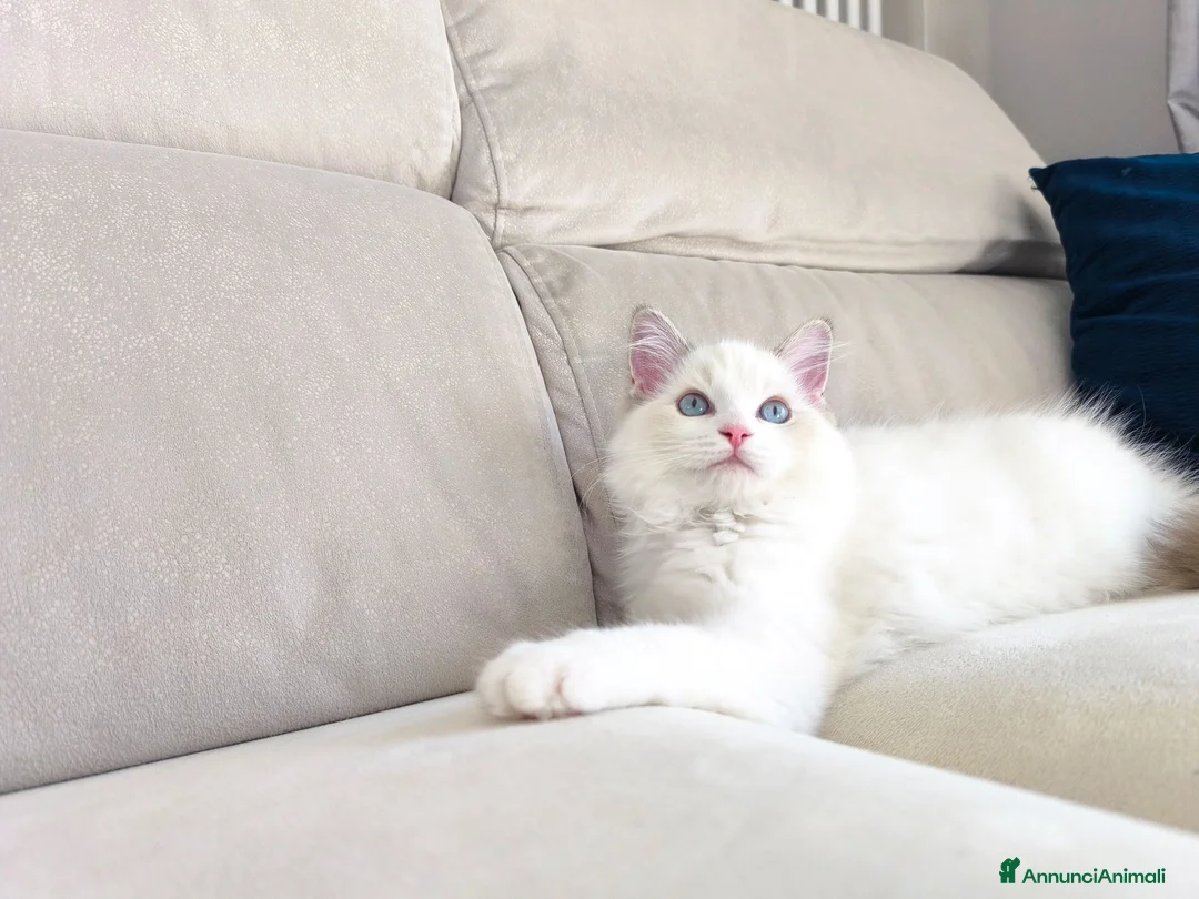 Ragdoll gatti in vendita: Ragdoll con pedigree Enfi - Annuncio 1