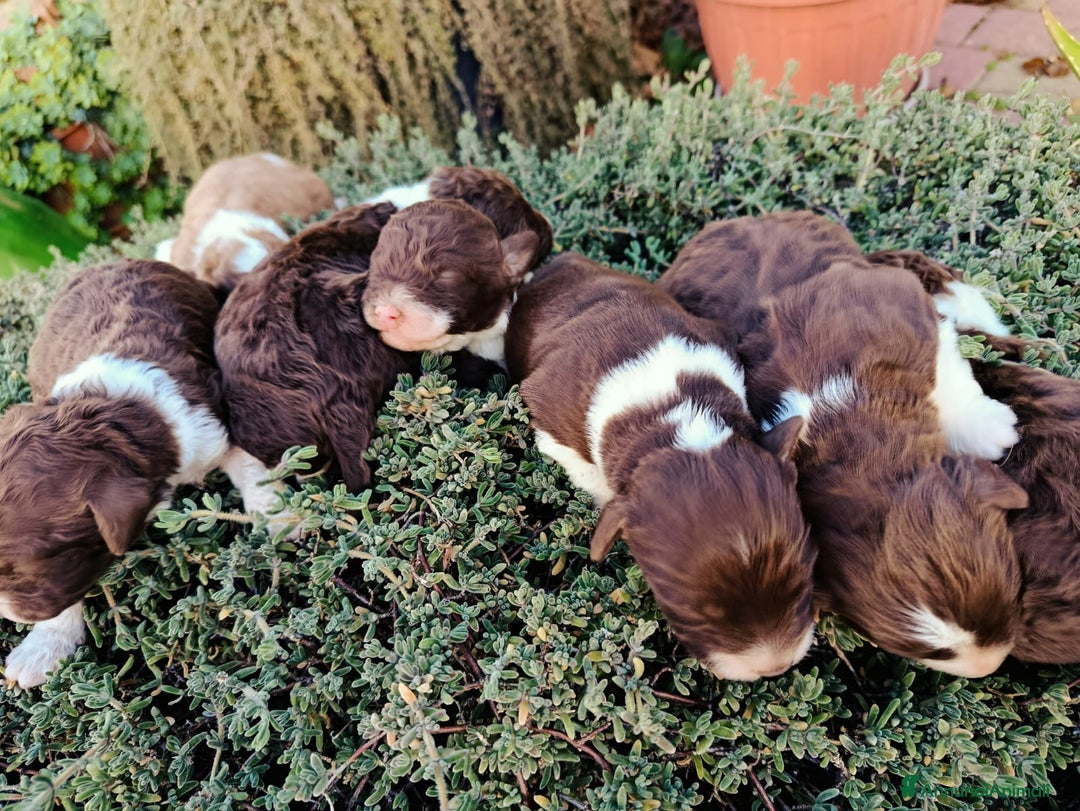 Lagotto cani in vendita: Cuccioli Lagotto Romagnolo  - Annuncio 3