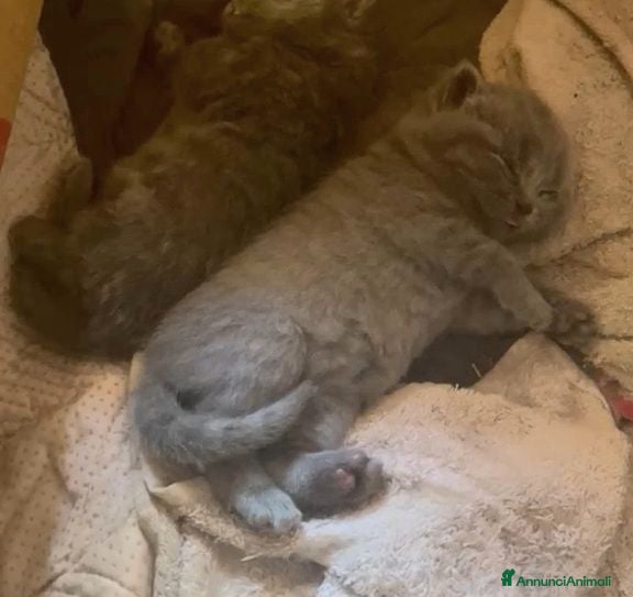 British gatti British Shorthair  - Annuncio 3
