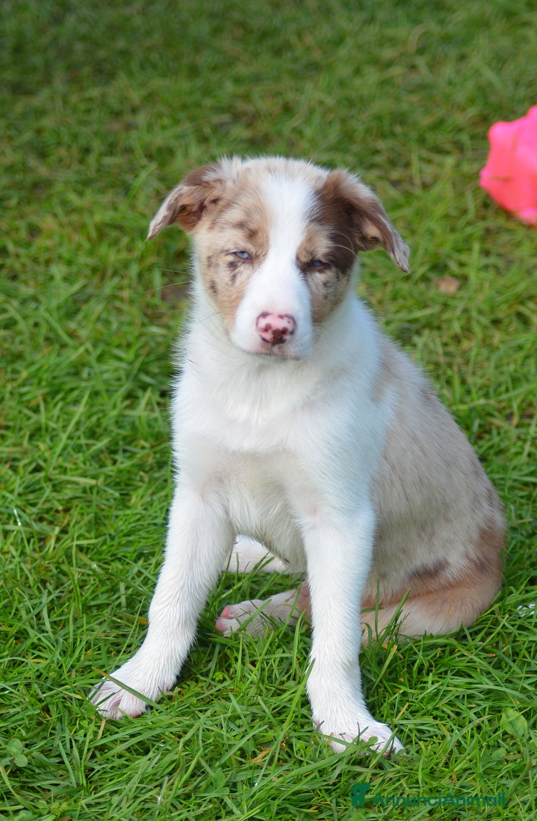 Border Collie cani in vendita: Cuccioli di Border Collie  - Annuncio 3