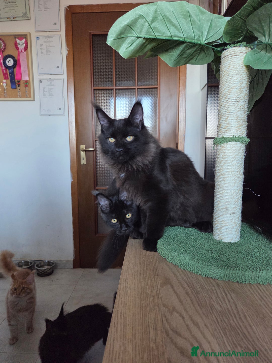 Maine Coon gatti in vendita: Ultimi 4 cuccioli Maine Coon - Annuncio 25