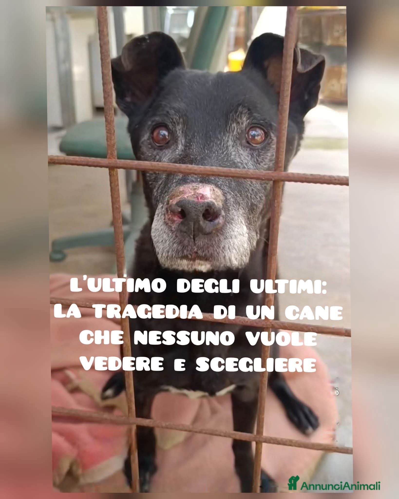 Meticcio cani ADOZ.DEL💔:cane che nessuno vuole vedere!l'ultimo. - Annuncio 9
