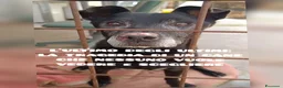 Meticcio cani in regalo: ADOZ.DEL💔:cane che nessuno vuole vedere!l'ultimo. - Annuncio 1