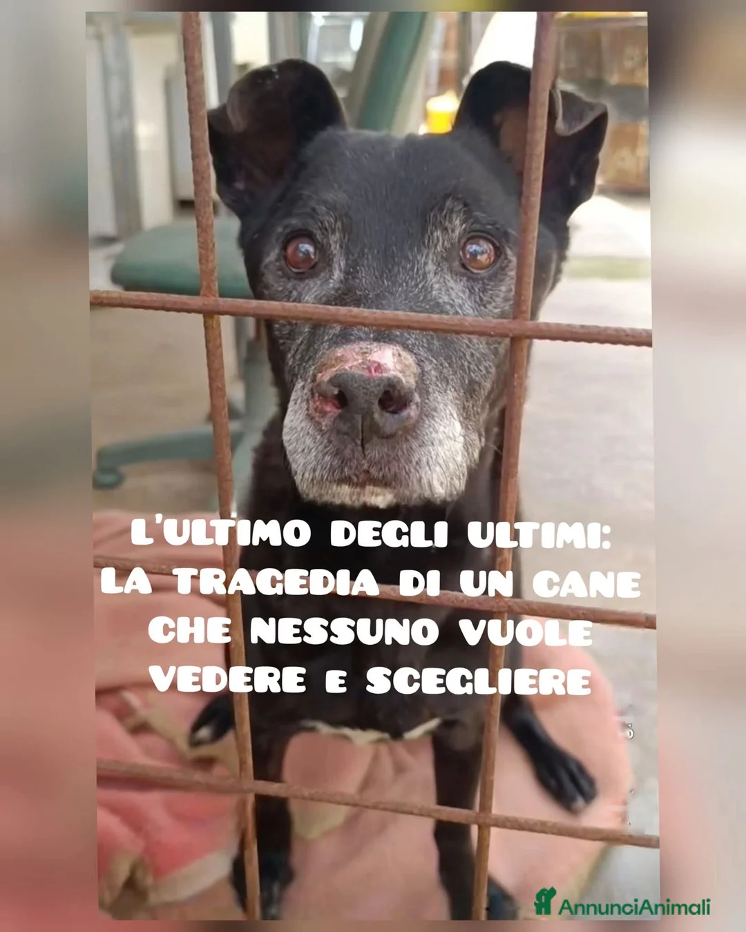 Meticcio cani in regalo: ADOZ.DEL💔:cane che nessuno vuole vedere!l'ultimo. - Annuncio 1