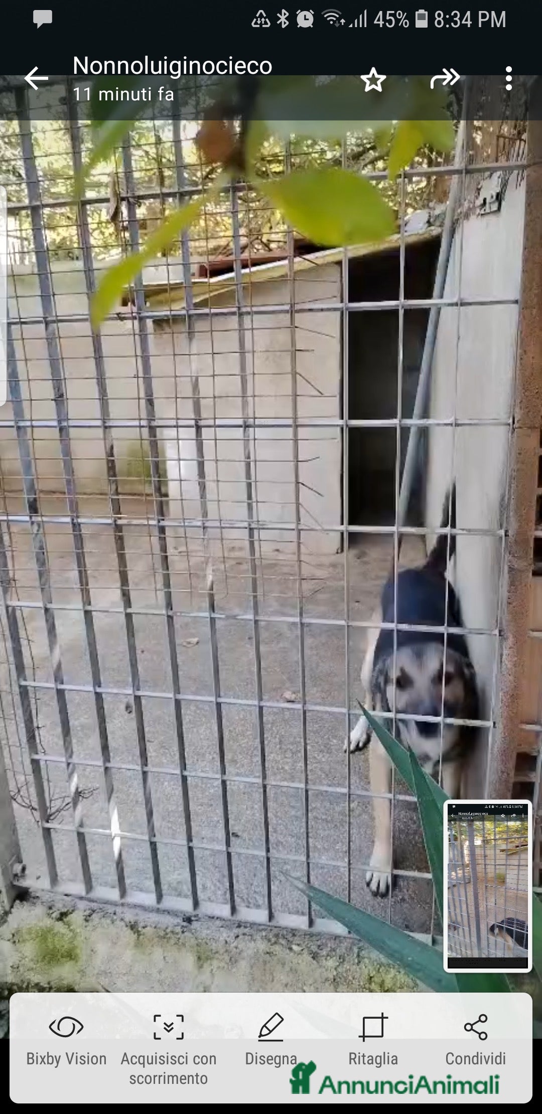 Meticcio cani in regalo: ADOZ.DEL CUORE: povero lupo,piange, 2 anni in box - Annuncio 2