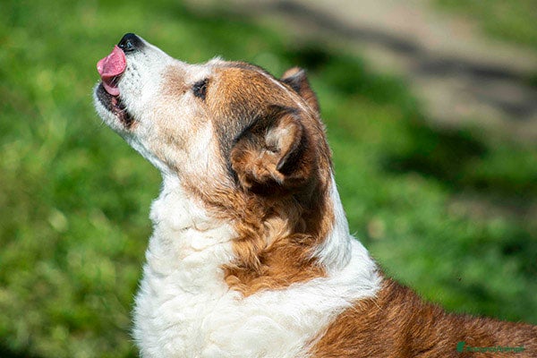 Meticcio cani NONNO PLAUTO CERCA ANCORA UNA CASA, IN ADOZIONE - Annuncio 1
