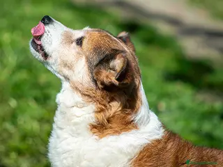 Meticcio cani NONNO PLAUTO CERCA ANCORA UNA CASA, IN ADOZIONE - Annuncio 33