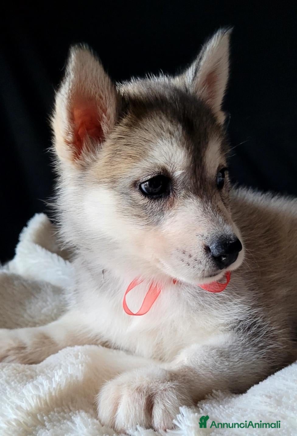 Husky cani SIBERIAN HUSKY CUCCIOLATA CON PEDIGREE  - Annuncio 2