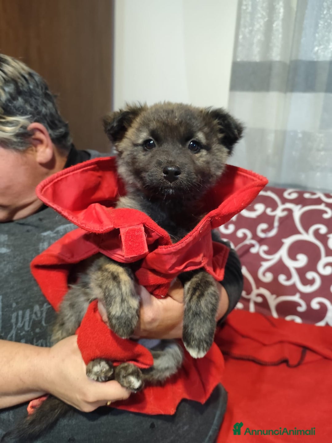 Meticcio cani in regalo: GEORGI cucciola 3 mesi taglia piccola - Annuncio 3