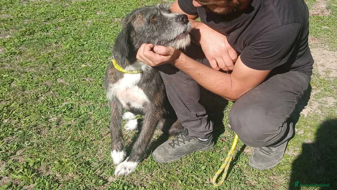 Meticcio cani in regalo: SASHA ENNESIMA RINUNCIA DI PROPRIETA', IN ADOZIONE - Annuncio 1