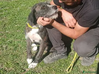 Meticcio cani SASHA ENNESIMA RINUNCIA DI PROPRIETA', IN ADOZIONE - Annuncio 8
