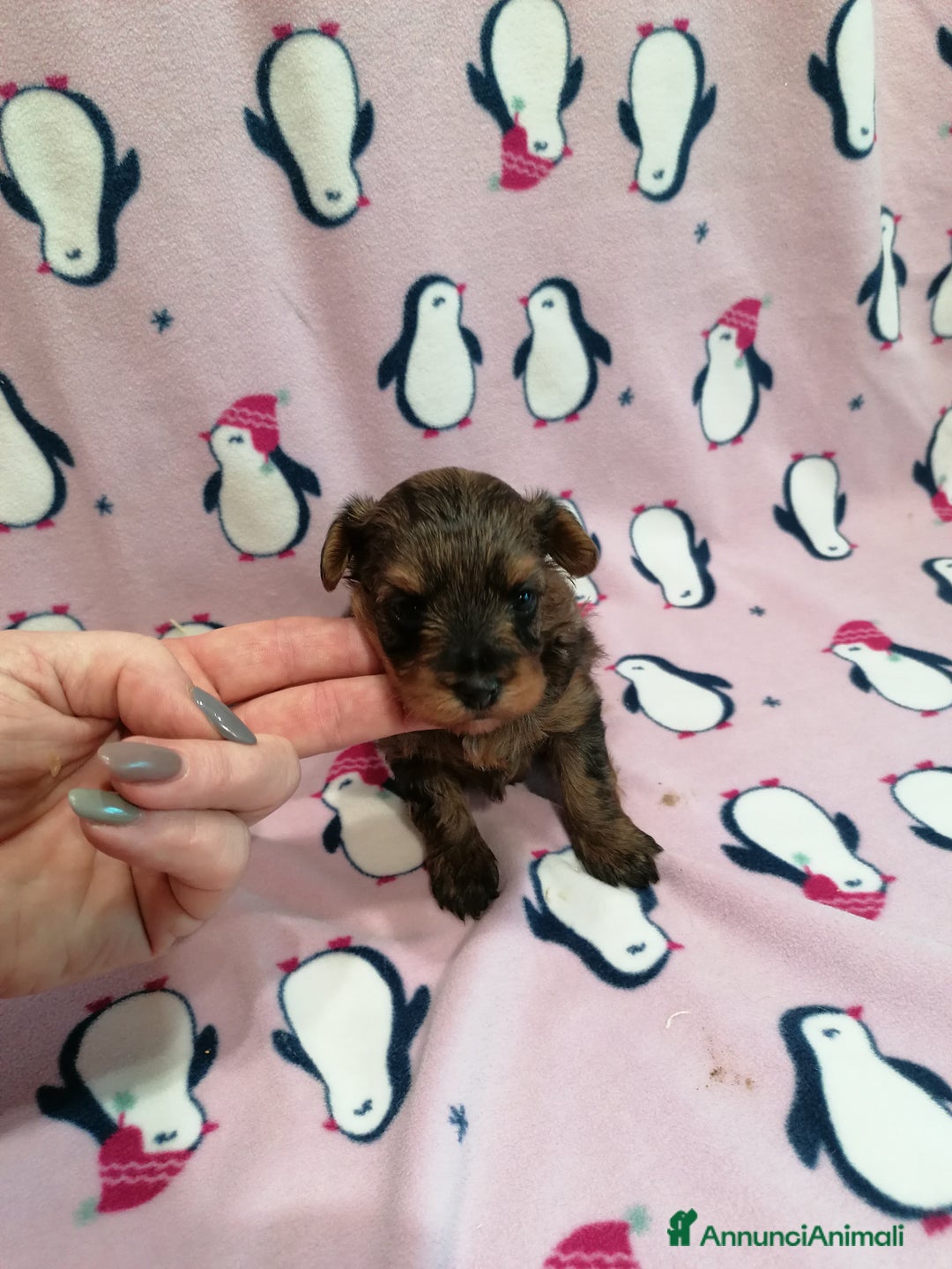 Meticcio cani in vendita: Yorkiepoo cuccioli - Annuncio 9