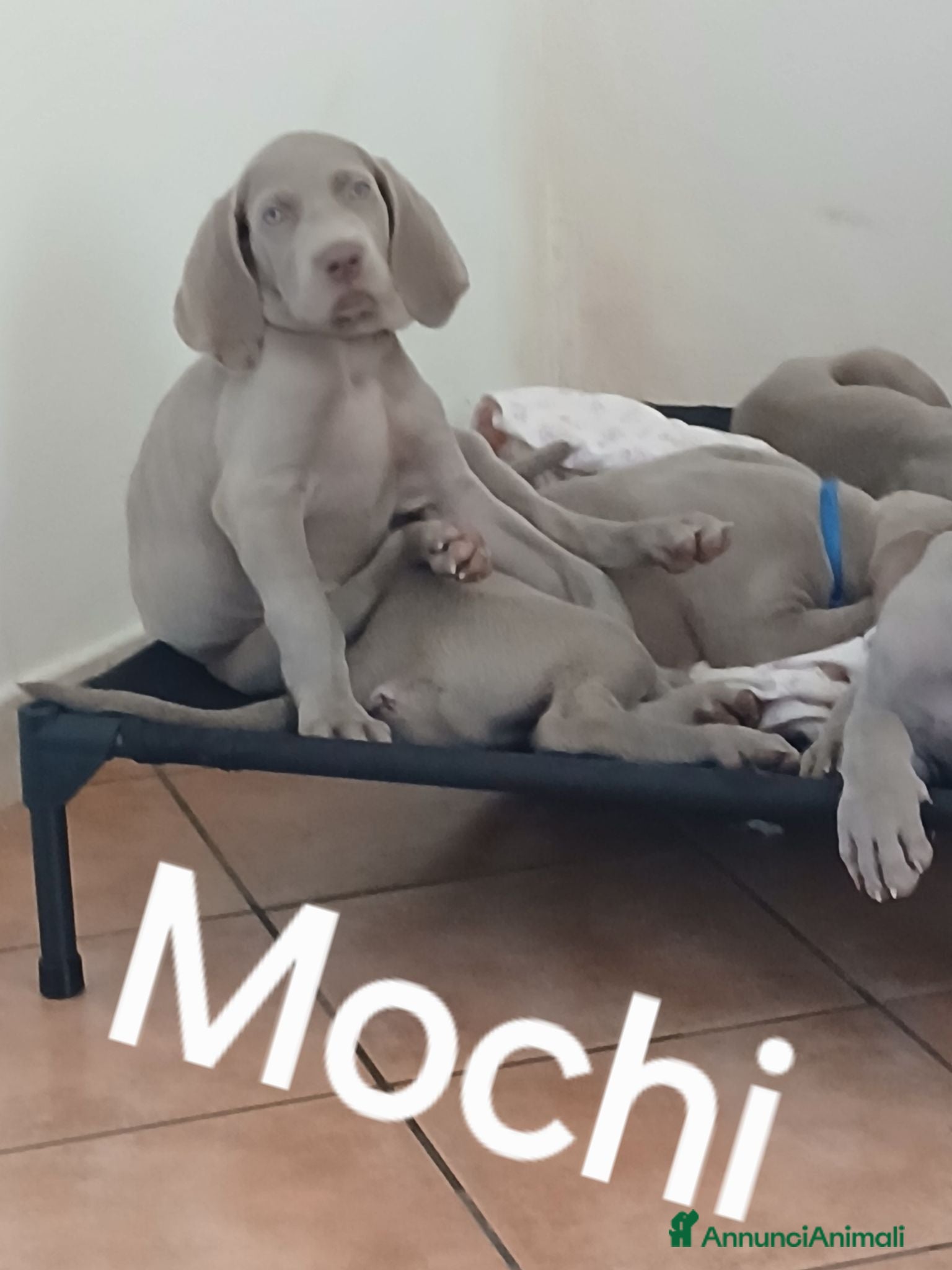 Segugio cani Vendiamo weimaraner  - Annuncio 1
