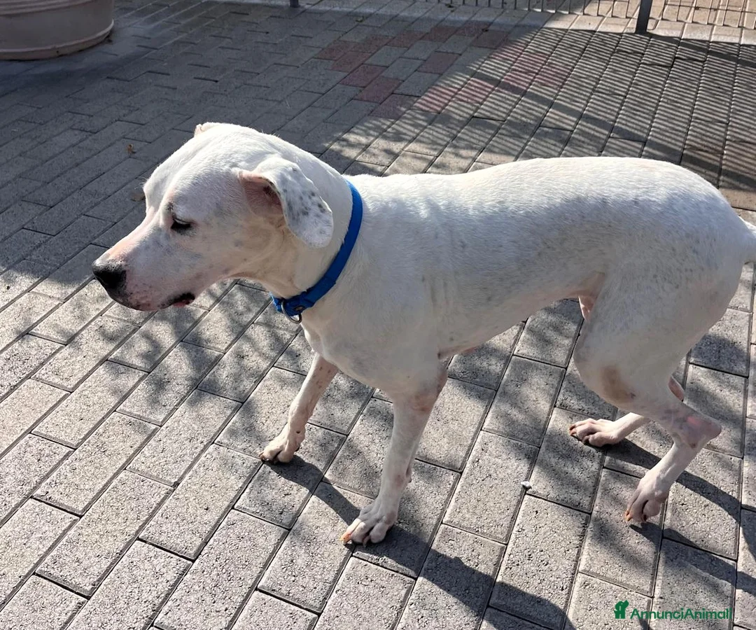 Dogo Argentino cani in regalo: LOLA DOGO ARGENTINO - Annuncio 5