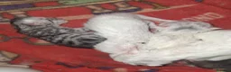 Persiano gatti in vendita: Persiani gattini - Annuncio 9