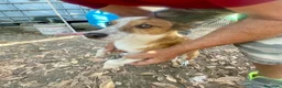 Meticcio cani in regalo: Maschietto tg piccola  - Annuncio 4