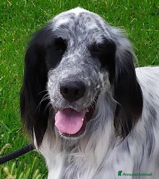 Setter Inglese cani Regalo cane setter inglese  - Annuncio 15