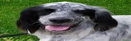 Setter Inglese cani in regalo: Regalo cane setter inglese  - Annuncio 1
