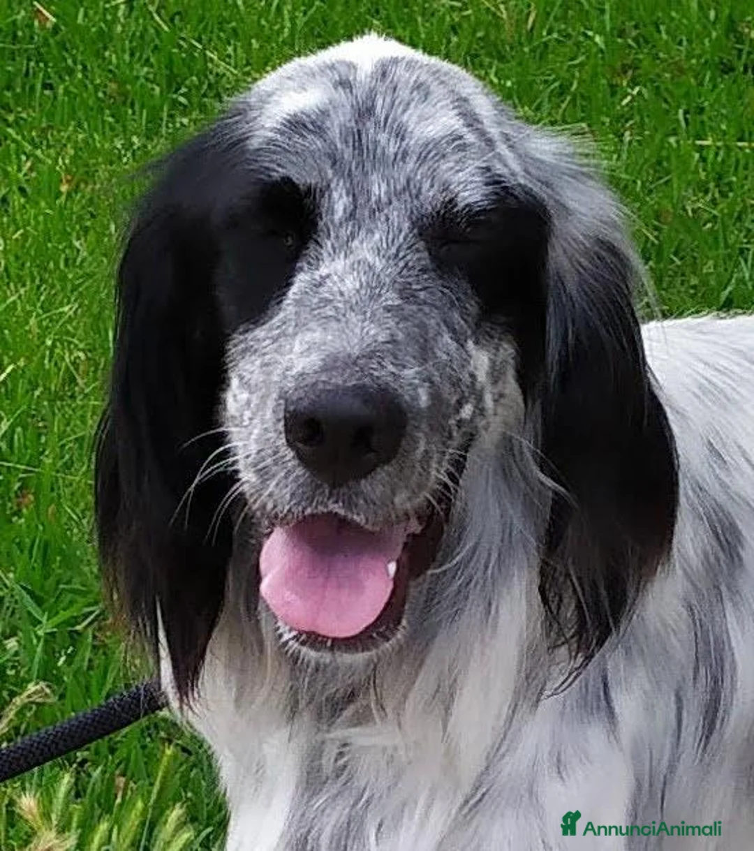 Setter Inglese cani in regalo: Regalo cane setter inglese  - Annuncio 1