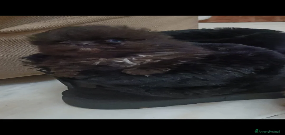 Immagine della galleria {{count}}