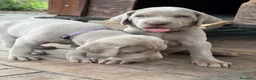Weimaraner cani in vendita: Cucciolata di 6 Weimaraner  - Annuncio 15