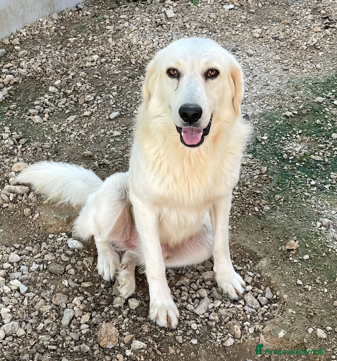Meticcio cani in regalo: MI ADOTTI? SONO BELLISSIMO E DOLCISSIMO - Annuncio 1