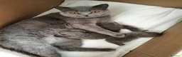 British gatti in vendita: Cucciolo British Shorthair  - Annuncio 1