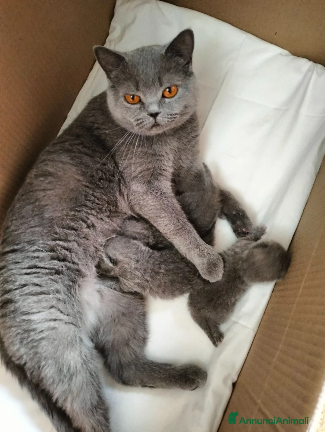 British gatti in vendita: Cucciolo British Shorthair  - Annuncio 1