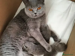 British gatti Cucciolo British Shorthair - Annuncio 21