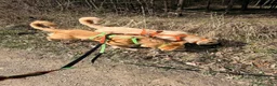 Meticcio cani in regalo: Albicocca: 7 mesi adozione del cuore  - Annuncio 20