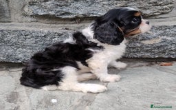 Cavalier King cani in vendita: Cavalier king con pedigree pronta da subito  a Provincia di Lecco - Immagine 4