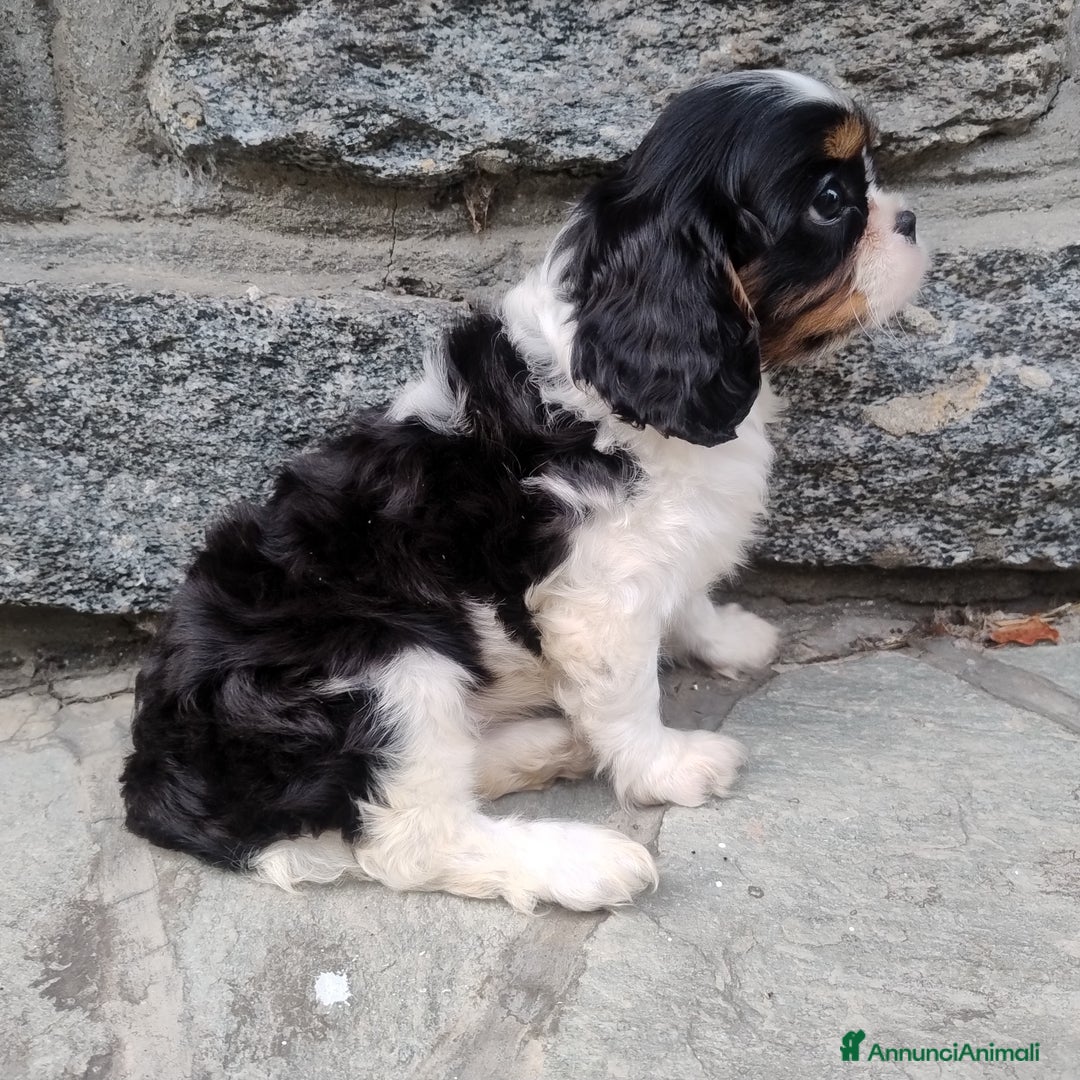Cavalier King cani in vendita: Cavalier king con pedigree pronta da subito  a Provincia di Lecco - Immagine 4