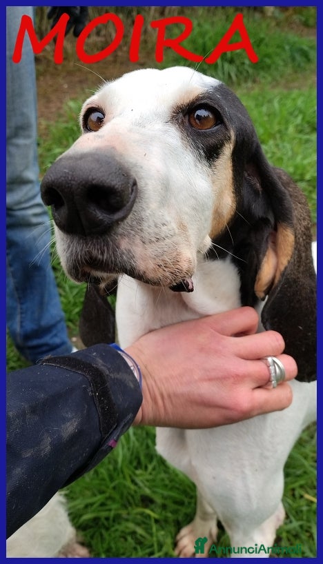 Segugio cani MOIRA SPLENDIDA SEGUGIA 7 ANNI, VAGAVA RANDAGIA AF a Città metropolitana di Milano - Annuncio 8