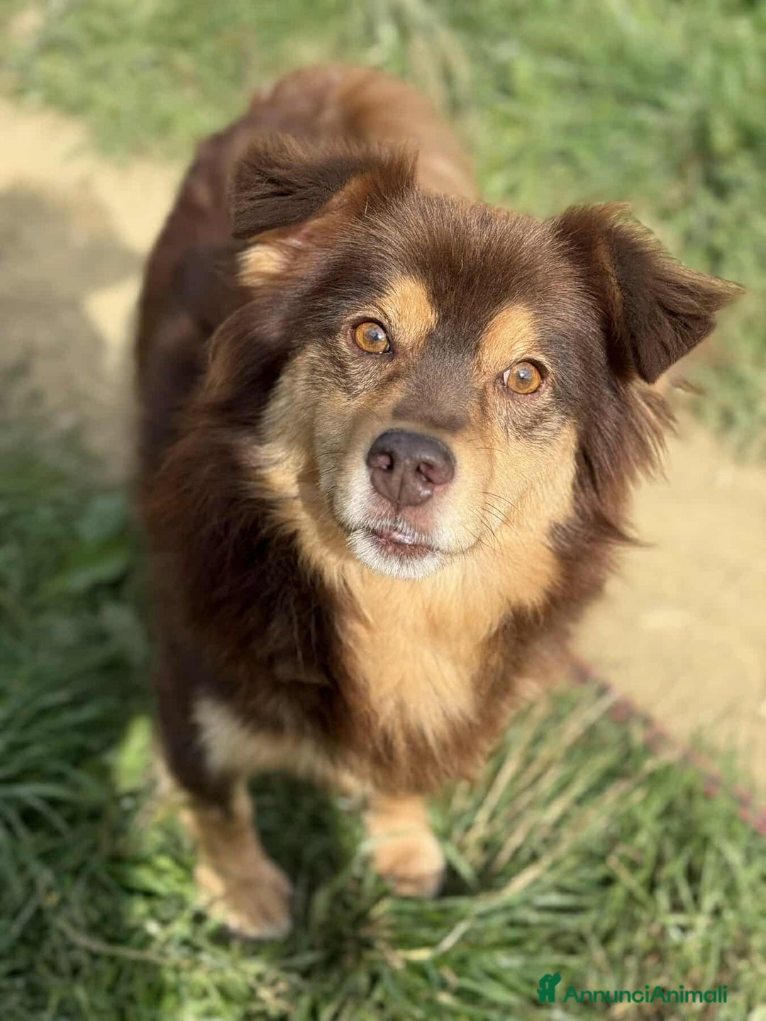 Meticcio cani in regalo: CHILI, pelosone TAGLIA PICCOLA! - Annuncio 1