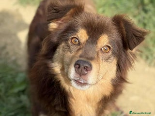 Meticcio cani CHILI, pelosone TAGLIA PICCOLA! - Annuncio 32