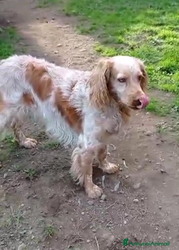 Breton cani Breton 7anni in canile dal lontano 2020! VITERBO a Città metropolitana di Milano - Annuncio 1