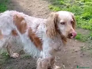 Breton cani Breton 7anni in canile dal lontano 2020! VITERBO a Città metropolitana di Milano - Annuncio 1