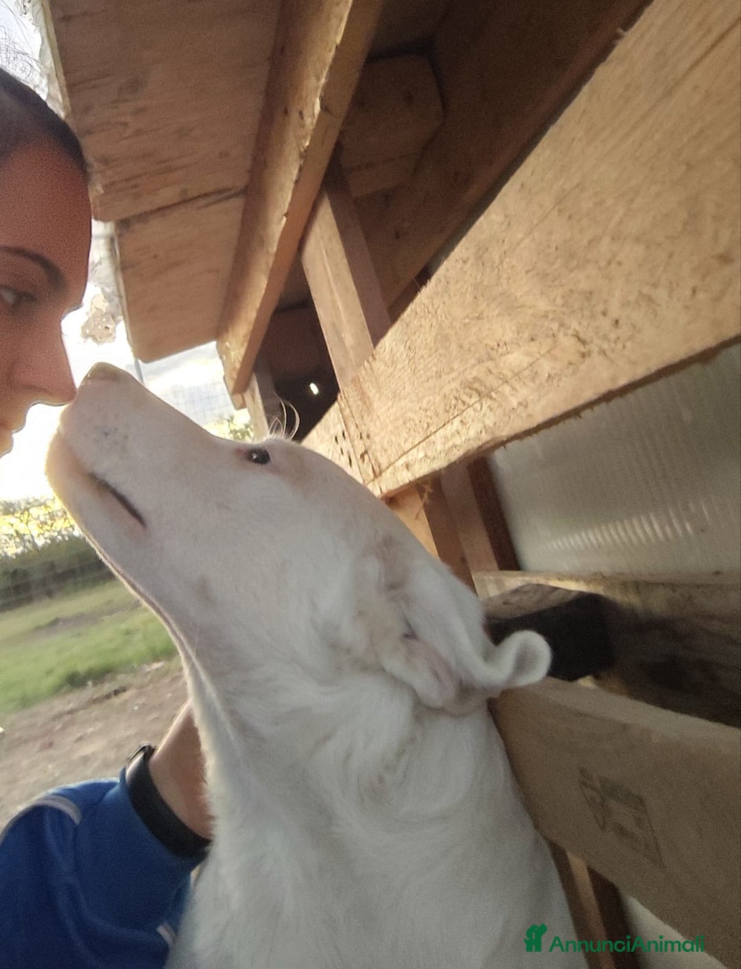 Altre razze cani in regalo: HUSKY - 6 Mesi - Cucciolo Dolce e Tranquillo - Annuncio 5