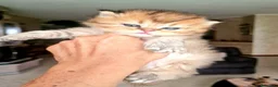British gatti in vendita: British Longhair  - Annuncio 4