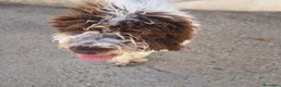 Lagotto cani in vendita: LAGOTTO ROMAGNOLO CON PEDIGREE - Annuncio 4