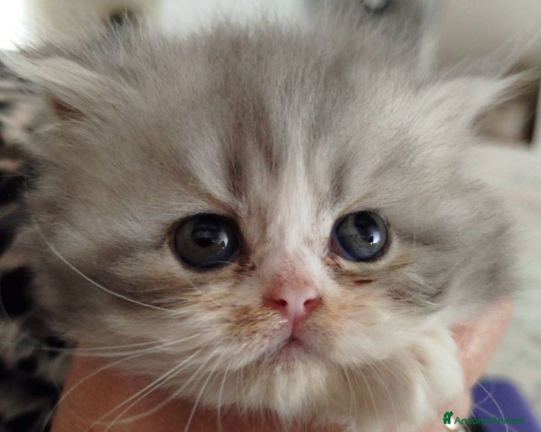 Persiano gatti in vendita: Gattini persiano bicolore a Città metropolitana di Messina - Immagine 17