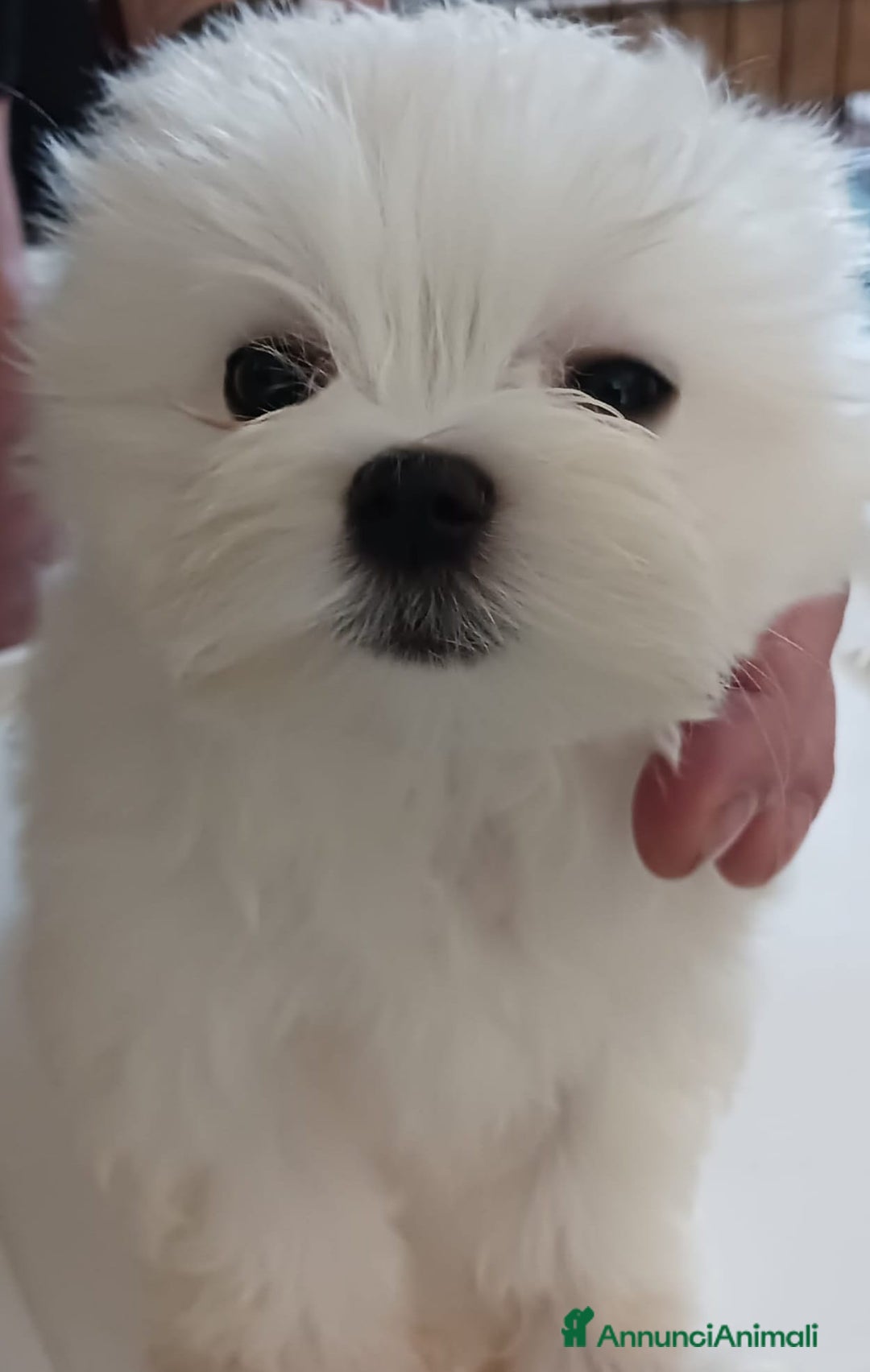 Immagine della galleria {{count}}