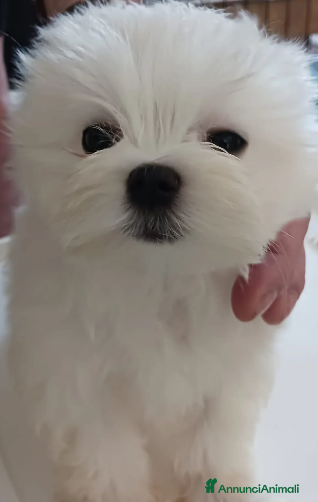 Immagine della galleria {{count}}