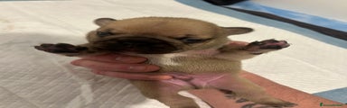 Bulldog Francese Cucciolo 1