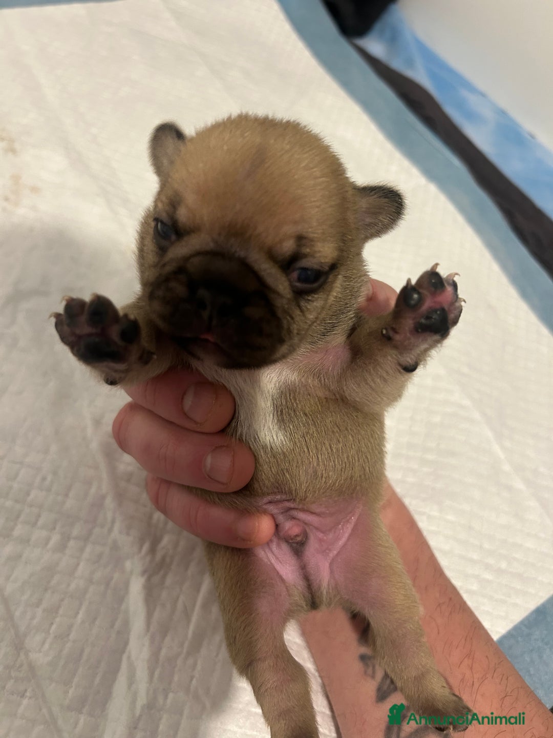 Bulldog Francese cani in vendita: Tre cuccioli bulldog maschi - Annuncio 4