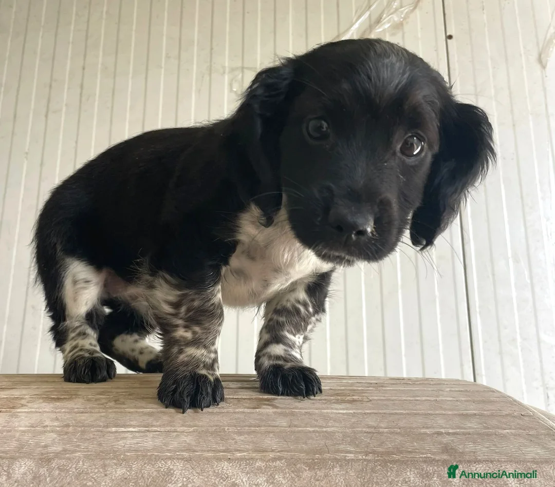 Meticcio cani in regalo: 3 TENERI CUCCIOLOTTI - Annuncio 1