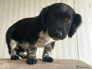 Meticcio cani 3 TENERI CUCCIOLOTTI - Annuncio 19