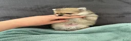 Volpino Pomerania cani in vendita: Spitz di Pomerania - Annuncio 6